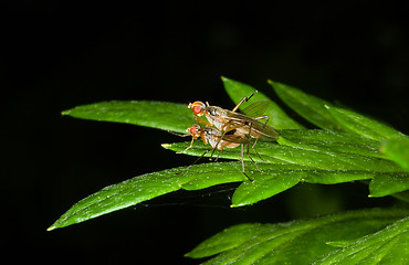 Image showing Mating