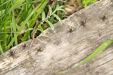 Image showing Spiders