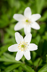 Image showing Blossoms