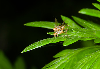 Image showing Mating