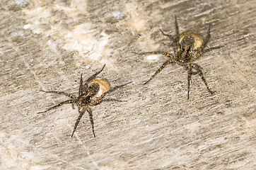 Image showing Spider