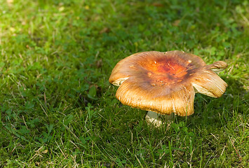 Image showing Mushroom