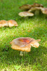 Image showing Mushrooms