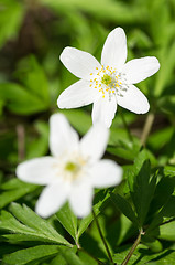 Image showing Anemone