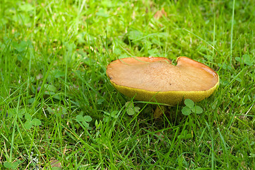 Image showing Mushroom