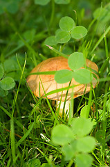 Image showing Mushroom