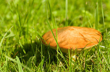 Image showing Mushroom