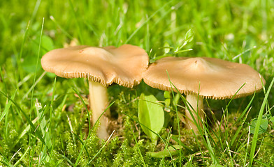 Image showing Mushroom