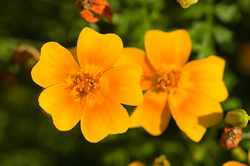 Image showing Marigold