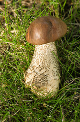 Image showing Mushroom