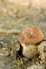 Image showing Mushroom