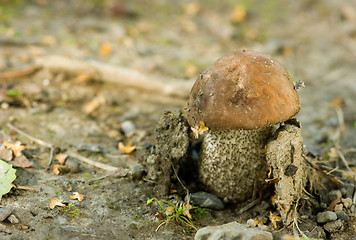 Image showing Mushroom