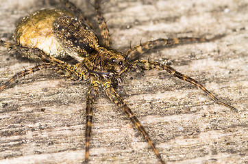 Image showing Spider