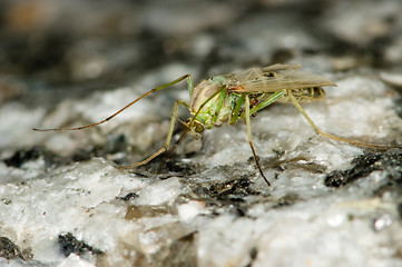 Image showing Mosquito