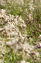 Image showing Pollen