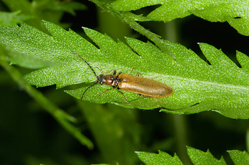 Image showing Beetle