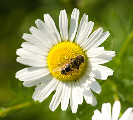 Image showing Hoverfly