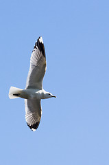 Image showing Gull