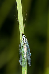 Image showing Lacewing