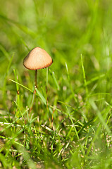 Image showing Mushroom