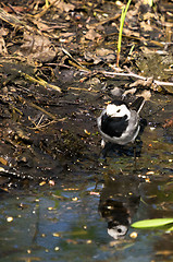 Image showing Motacilla alba