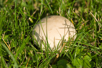 Image showing Mushroom