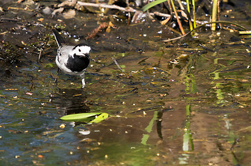 Image showing White wagtail