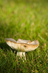 Image showing Mushroom