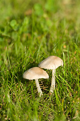 Image showing Mushrooms