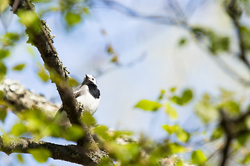 Image showing Motacilla alba