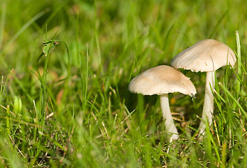 Image showing Mushrooms