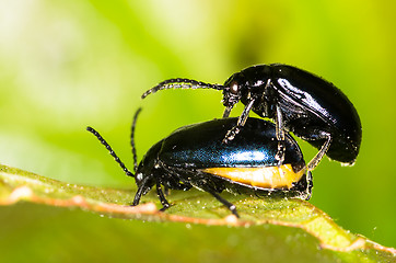 Image showing Chrysolina varians