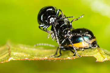 Image showing Chrysolina varians