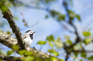 Image showing Motacilla alba