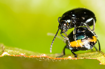 Image showing Chrysolina varians