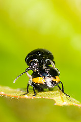 Image showing Chrysolina varians