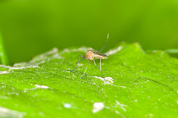 Image showing Mosquito