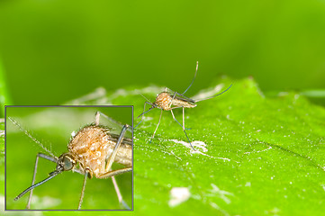 Image showing Mosquito