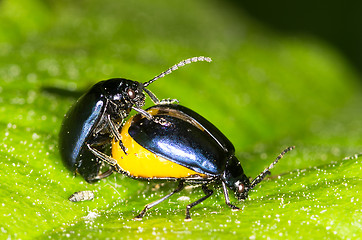 Image showing Chrysolina varians