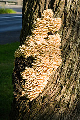 Image showing Polypore