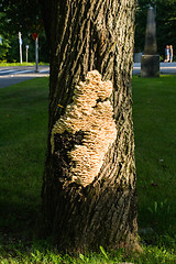 Image showing Polypore