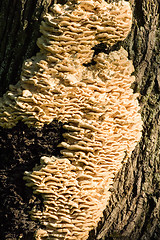 Image showing Polypore