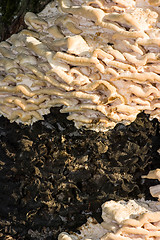 Image showing Polypore