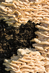 Image showing Polypore