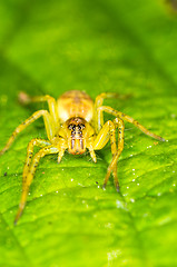 Image showing Spider