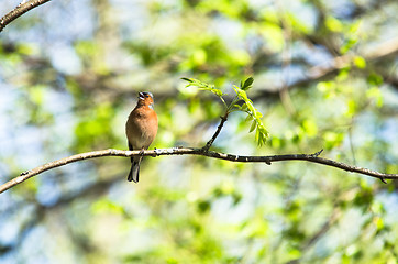 Image showing Fringilla coelebs