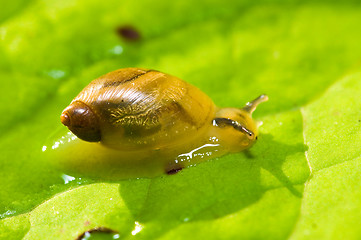 Image showing Gastropoda
