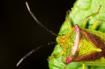 Image showing Elasmucha grisea