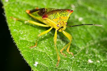 Image showing Elasmucha grisea