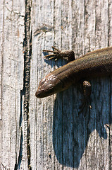 Image showing Lizard